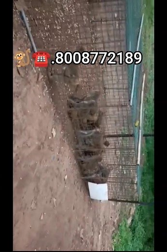 monkey catching video #animals #monkey video