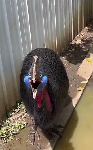 This ancient Cassowary has a secret: it communicates with a rumble below human hearing .