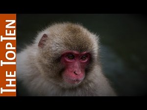 The Top Ten Most Beautiful Monkeys in the World