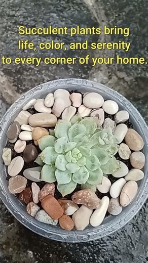 Small in size, succulents bring life, color, and tranquility to every corner of your home