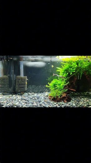 Moje akwaria #aquarium #fishtank