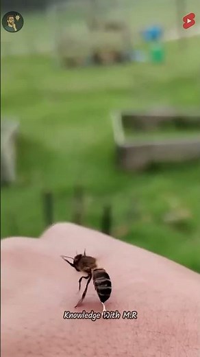 Why Do Bees Die After Stinging?