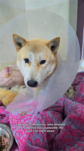 Korean K9 Rescue on Instagram: "An update on Nova and Noah 💚 Named by their feeders and finders, Elise and Tom, these two have already been through more than any dog should. Nova, the mom, appears to have been owned before. She’s gentle, calm, and trusting. Just one day after rescue, she underwent successful surgery for a uterine prolapse and was safely spayed. She’s healing well and finally comfortable. Noah’s case was much harder. Our vets believe he was hit by a car months ago, leaving his p