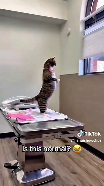 Worst Cat Fail Ever!