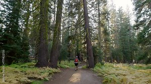 Hiking among old trees in a spectacular forest in Yosemite national park. Back view of hiker with hiking gear, trekking poles admiring greenery at sunset. High quality 4k footage