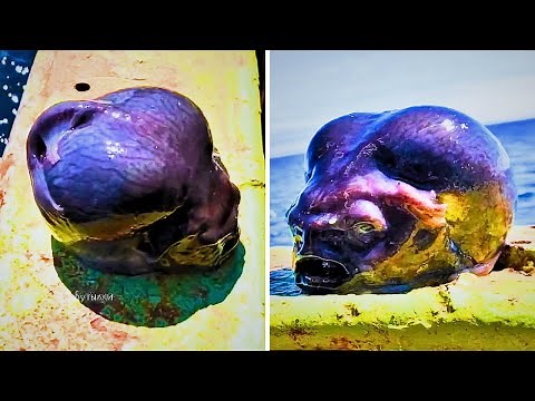 Alien Fish Found in the Deep Sea — What Is This Thing?!