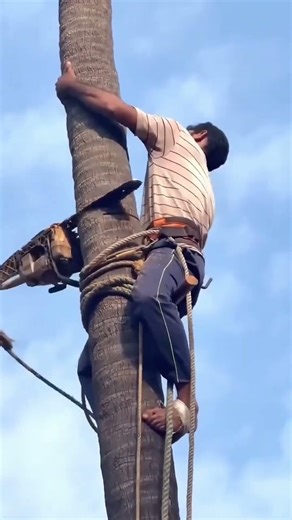 Chopping Down The Tree With Cunning