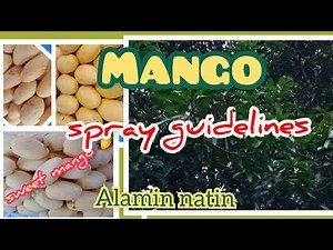 mango spray guide #mango #mangoes #sweetmango #mangomindanao