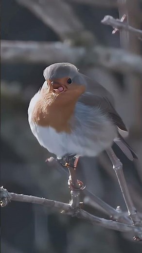 pourquoi rouge gorge régurgite ?