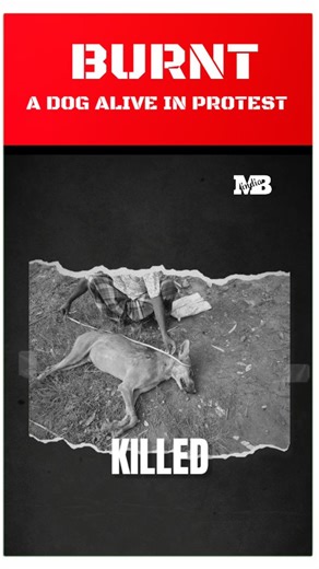 Mythbusters | Infotainment | A female dog painted in the colour of #israel flag and #burnt alive #peta #mythbustersinfotainment #bangladesh #israel #terrorist... | Instagram