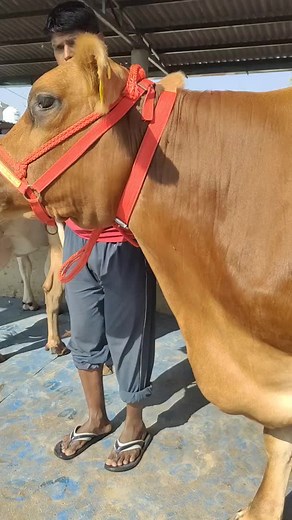 330K views · 10K reactions | Beautiful Jersey Cow #shorts #jersey #cow #cowbaby #milking | Pk Janwar | Facebook