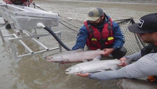 Update on efforts to move returning salmon past Fraser River rockslide