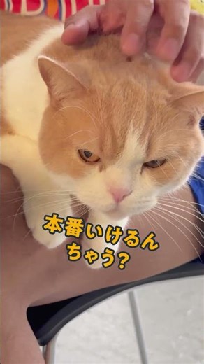 Amazonのペット保険「わんにゃん安心保険」ネコちゃん編2