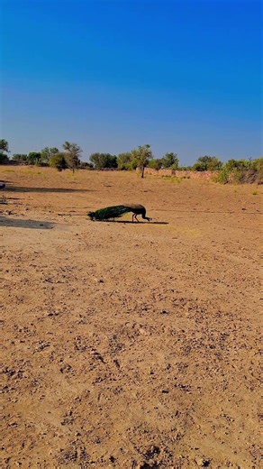#cute bride 🦚🦚