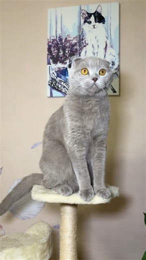The Cutest Cat is sitting on its Baby Scratching Post! Why Does This Cat Look So Surprised?