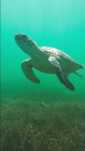 Water Turtle: Ruler of Lakes and Rivers 🌊