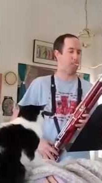 Belvie the cat making biscuits during a bassoon cadenza