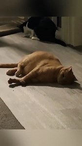 125K views · 2.2K reactions | Cat attack from behind #cat #catsoftiktok #funnyvideo #fyp #pet #catattack | Cat Funny Videos 018 | Facebook