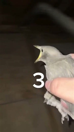 Which scream is real part 3 write in comment #viral #funnyvideo #funnyshorts