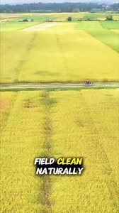 537K views · 10K reactions | In Thailand, farmers use fish like catfish and tilapia in their rice paddies to control pests and weeds naturally—no chemicals needed! It’s a win-win for the rice, the fish, and the farmers. #SustainableFarming #EcoFriendly #RiceFarming #Thailand #Aquaculture | Facts Wiki | Facebook