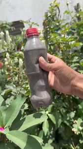 Como usar la ceniza en las plantas en casa | Ofelia Perez