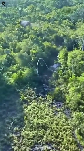 A Giant Tapir in the Amazon 🌿