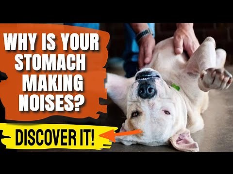 🐶WHY is your DOG'S STOMACH making NOISES? Urgent