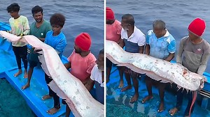 Fishermen catch massive oarfish off the coast of India