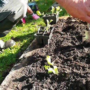 Transplanting Silverbeet seedlings 🌱 . I like growing Silverbeet plants about 20-30cm apart. I find this gives them enough space because we harvest leaves from each plant which helps them not get too crowded. Silverbeet is good for multiple harvests over a few months. Definitely worth a patch in the maara 👨🏻‍🌾👩🏻‍🌾 . #maramataka #growingkaibythemoon #maramatakamaori #gardeningbythemoon #lunargardening #maarakai #nzlife #sustainablelifestyle #tikangamaara #permaculturenz #tipuora #kiwilifes