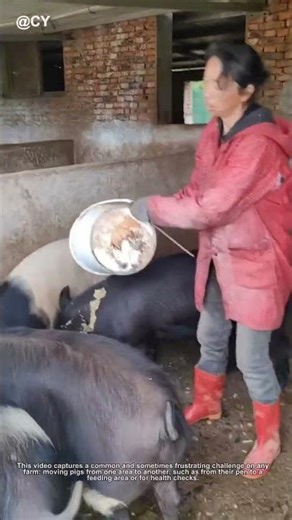 The Genius Way to Move Pigs Without Stress! 🐷🌾