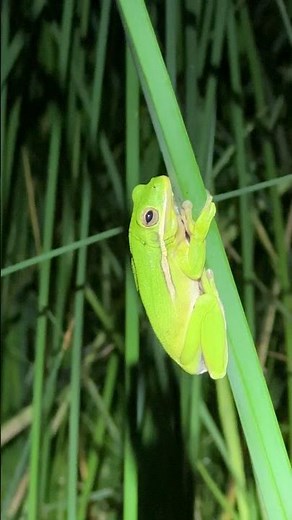 The American green tree frog (Hyla cinerea) #nature, #wildlife, #animals