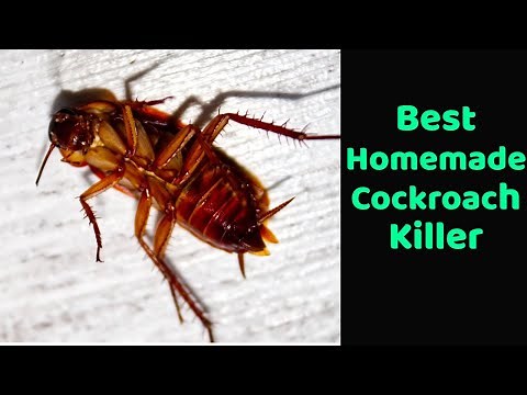 Homemade cockroach killer, Goodbye to cockroaches with this homemade trick, Get Rid Of Cockroaches