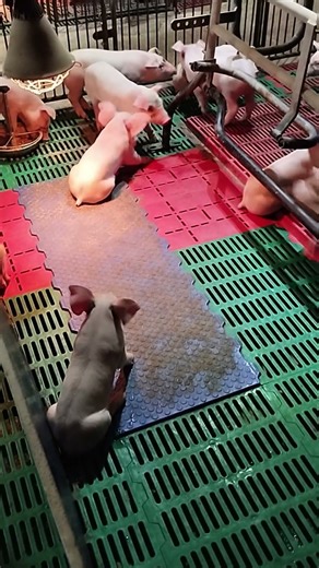 Piglet Playing Freely 🐽💨 #piglets #HavingfunFarm #animalshorts