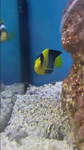 Bicolor Angel Fish