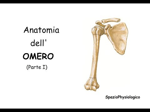 Anatomia dell' Omero. Parte I