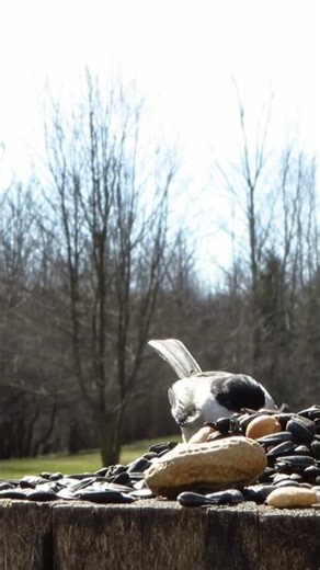 Chickadee checks out the peanuts and takes one to go