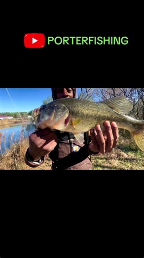 Expert Tips for Bass Fishing Success