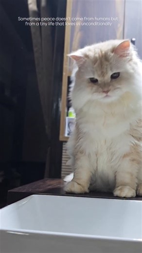 Blissa on Instagram: "Blissa Kion Kiara Cotton . . Follow @blissamycat #petparent#catlife#catmemes#gingercat#fyp#explore#exploremore#reelsviral#catsofindia#catsagram#adoptdontshop#blackcat#instagrowth#explore#instagramvideo#fyp.#catstagram#streetcat#petcare#straylife#strayanimal#viralvideos#catsofinstagram#reelkarofeelkaro#expense#catlove#love#life#fireverlove [Cat , Persian , trending reel , cat parents , kitten , explore , life , street life , target audience , explore page, family , world]"