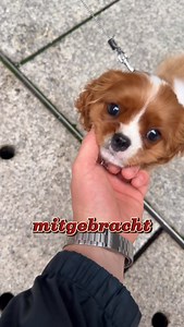 Marcel Freimann | Remote Fitnesscoach on Instagram: "Heute: Ein ehrlicher Einblick. Immer noch keinen blassen Schimmer von Content, aber absolut dankbar für jeden Tag als Coach mit Hundis, coolen Klient*Innen und „gutem“ Essen💃🏼🫶🏼 Fühlt euch gedrückt 🫂"