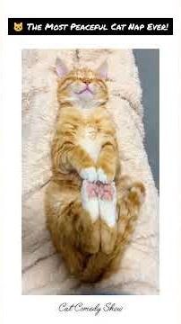 🐱 The Most Peaceful Cat Nap Ever 😴 | So Cute You'll Melt! sleep cat