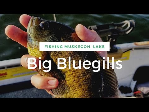 Fishing Muskegon Lake Channel - BIG BLUEGILLS