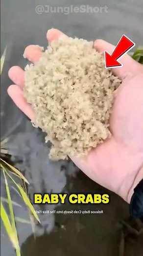 Rice and Crabs: The Ancient Chinese Farming Method!