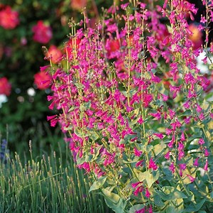 Coconino County Desert Penstemon, Beardtongue | High Country Gardens