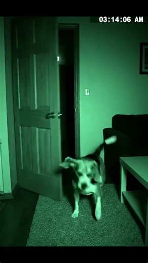 Shadow Creature Caught on CCTV at 3AM — What It Did Next Is Terrifying