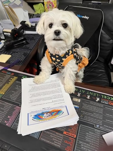 Well… I, Lil Hopey B, officially approve this thank-you letter for the 2026 Pawsitivity Calendar! 💅🐾 Good job, Crazy Mommy — you actually earned your check this week! 💜✨ Now let’s get those envelopes ready, ‘cause this pup’s got calendars to deliver and sass to spare!😎📬💫 © Lil Hopey B 2025 #LilHopeyB #CrazyMommyApproved #PawsitivityCalendar2026 #StayPawsitive #SassyHopeyB | Adventures of Hopey B