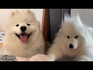 Samoyeds: The Fluffy, Smiling Sled Dogs from Siberia!