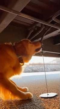 The miracle of a mother dog and her puppies saving many people's lives #dog #cat #retreiver #rescue