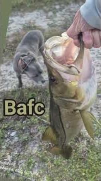 snook Florida fishing