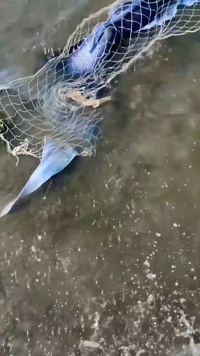 352K views · 1K reactions | Mermaid Caught in a Net Drying Out on the Beach #realmermaid #imadethis | Courtney Mermaid | Facebook