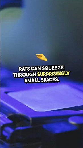 🐭 7 Powerful Ways to Keep Rats Out of Your Chicken Coop! 🚫🐔